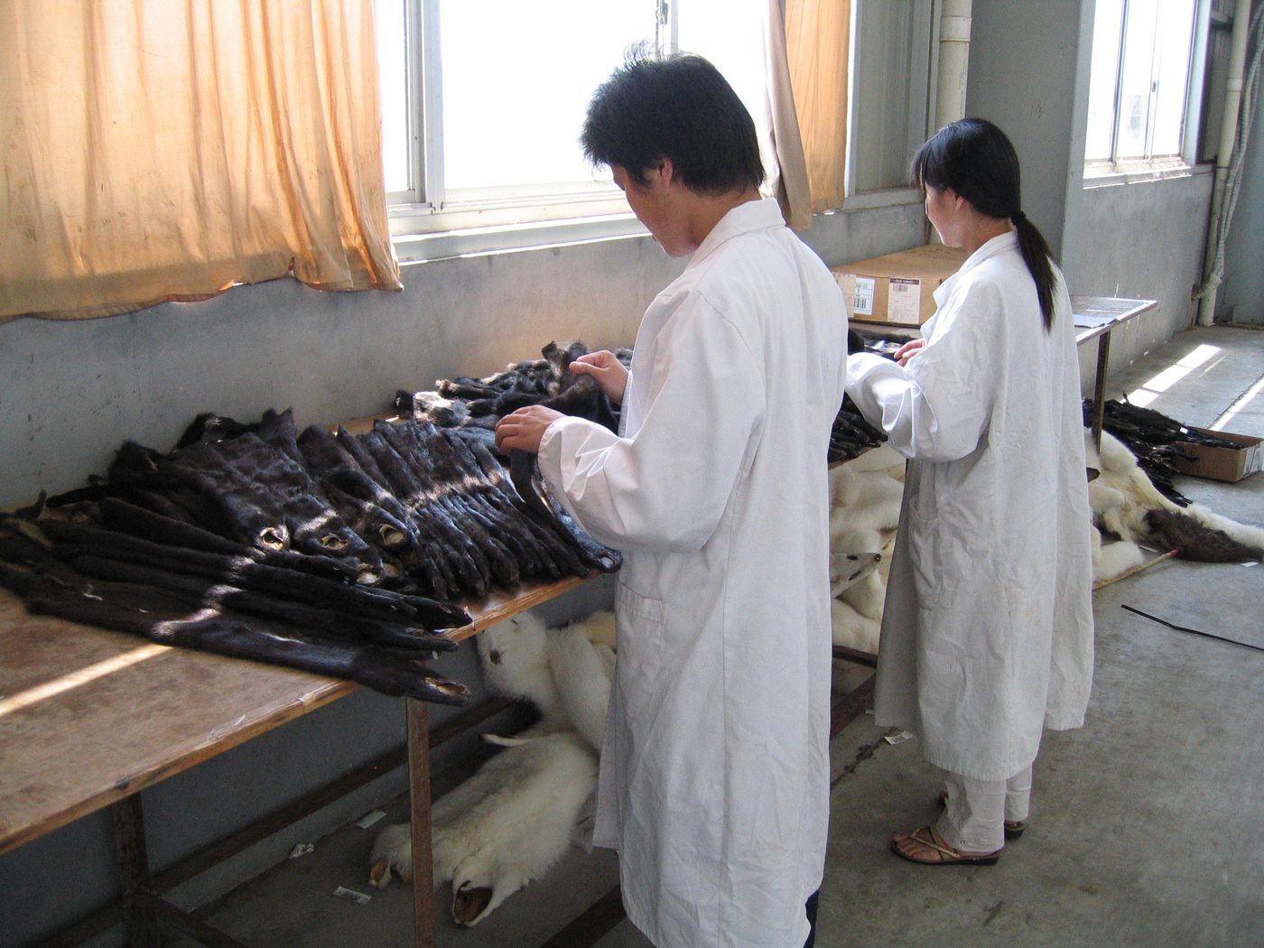 Inspection of dark fur skins by technicians