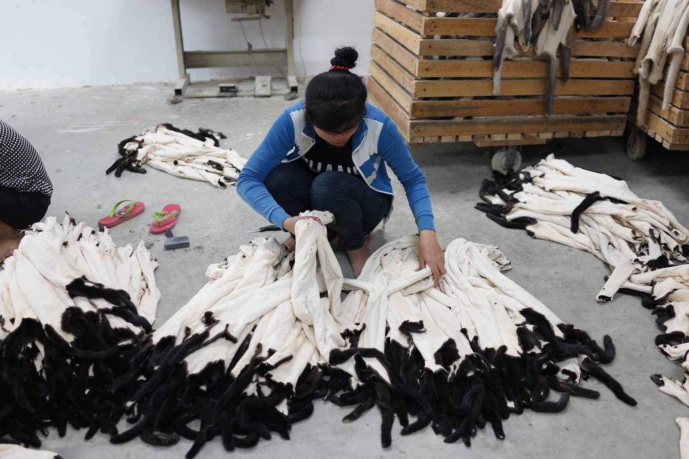 White and black fur skins sorted by hand